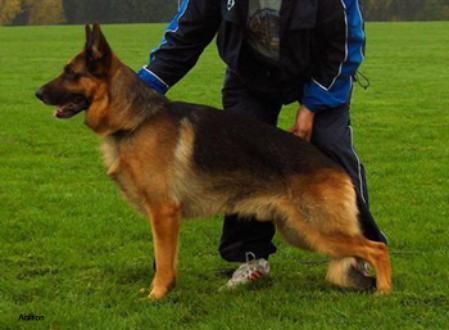 Mischaland's Emser | German Shepherd Dog 