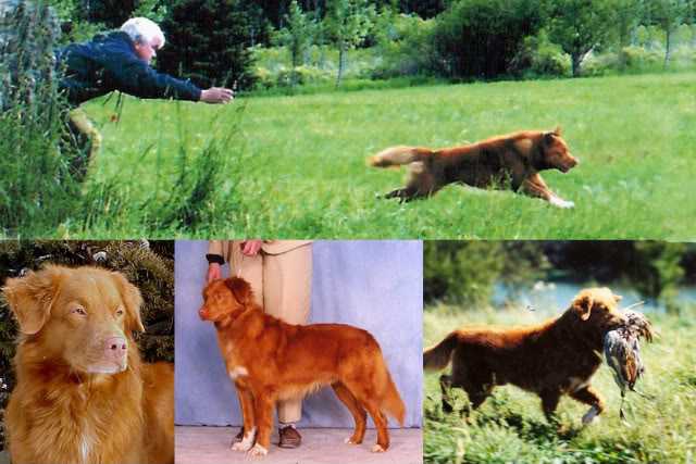 Cobscook´s Vermillion Wager | Nova Scotia Duck Tolling Retriever 