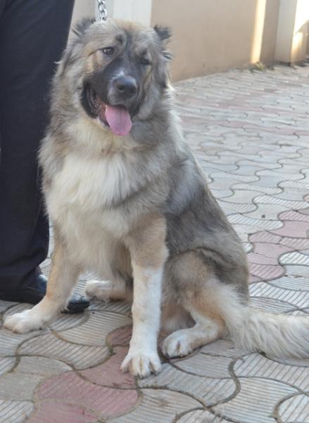 Aria de Caucaz Oryzont | Caucasian Mountain Dog 