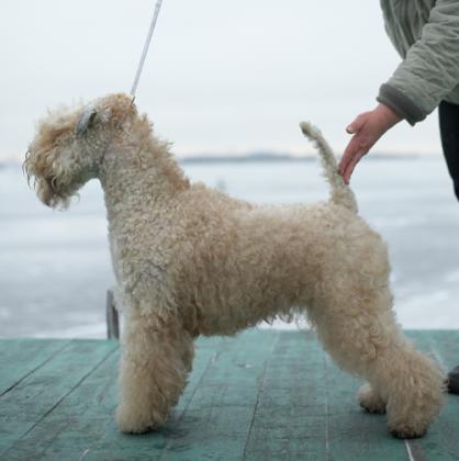 Keep Cool Bonaquarel Ot Universal Pictures | Soft Coated Wheaten Terrier 