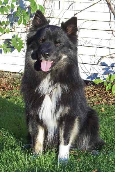 Indi fra Bjarkarlundi | Icelandic Sheepdog 