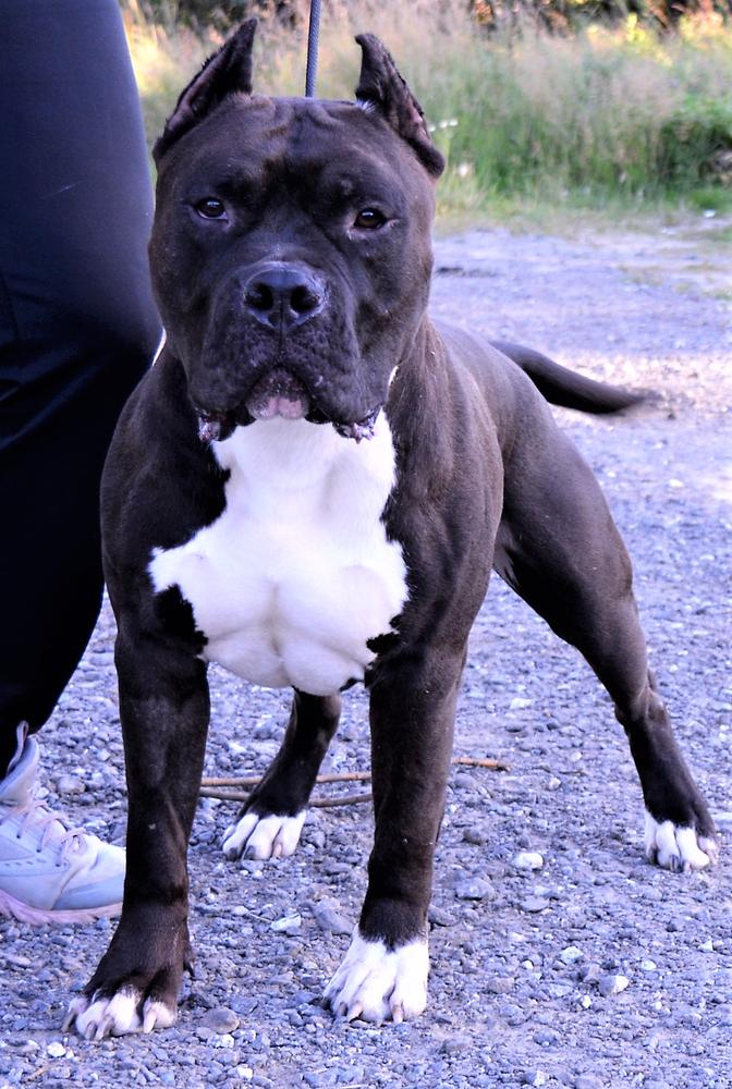 Sozvezdiye Yugry Sean Black Magic | American Staffordshire Terrier 