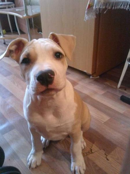 Aim little boss | American Staffordshire Terrier 