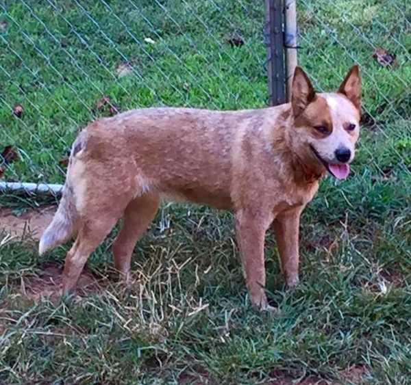 Millcreek's I Feel A Sin Comin On | Australian Cattle Dog 