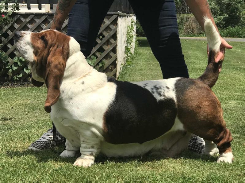 POLA Klan Piegowatych | Basset Hound 