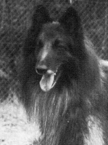 Sherif du Mas des Terribles | Belgian Tervuren 