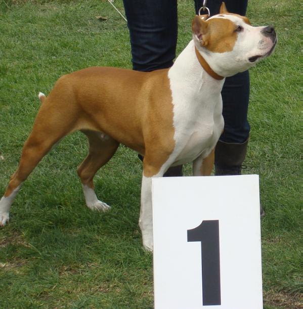 Minister mass pacvil | American Staffordshire Terrier 