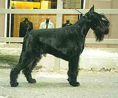 Vulturium Catullo | Standard Schnauzer 