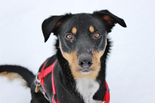 Skjernå Bordercollie Chat | Border Collie 