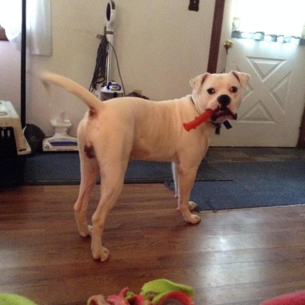 Cappie of Liverpool | American Bulldog 