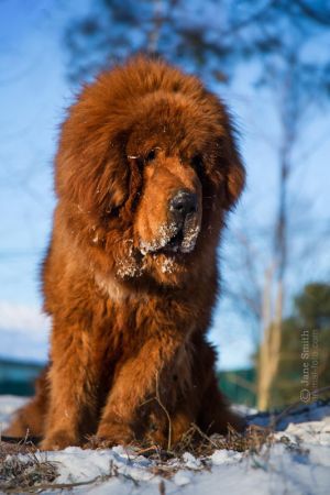 DACO TIANBAO OF JING XI KENNEL | Tibetan Mastiff 