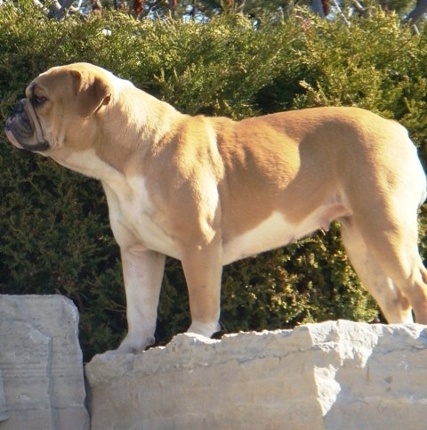 Sullivan's Magnolia | Olde English Bulldogge 