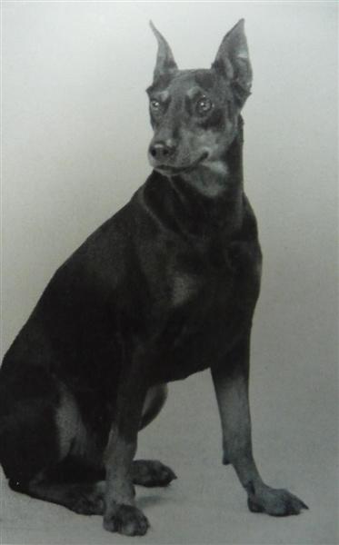 QUITTA von der Sidonienhohe | German Pinscher 