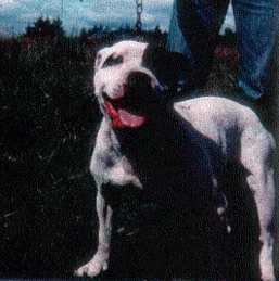 Allen's Major | Staffordshire Bull Terrier 