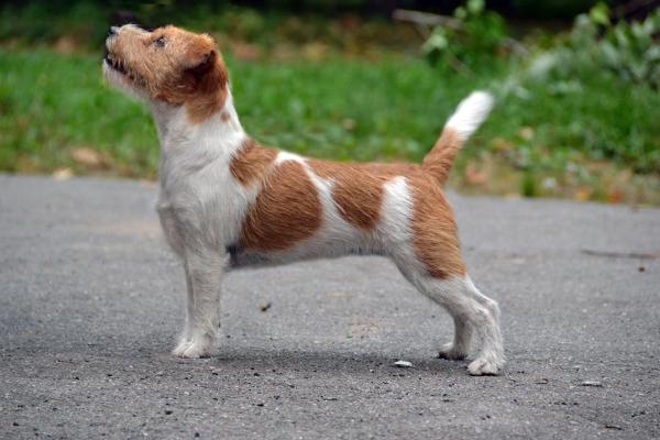 Olimpiya Skarb Serca | Jack Russell Terrier 