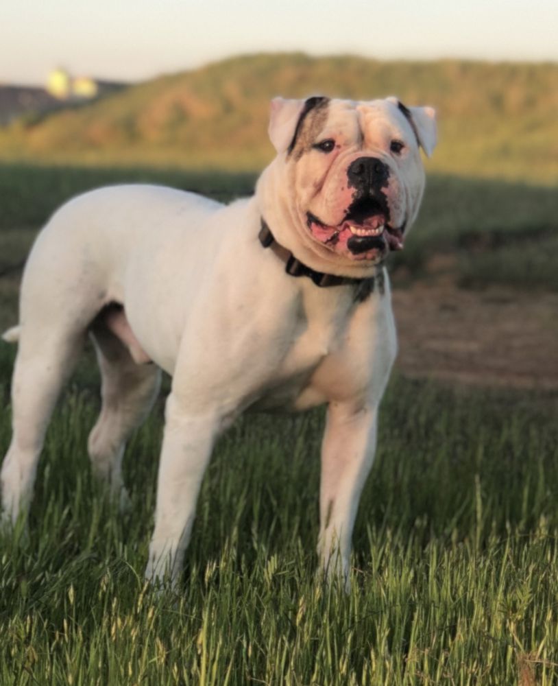 VF King @Royal Hussle Bulldogs | American Bulldog 