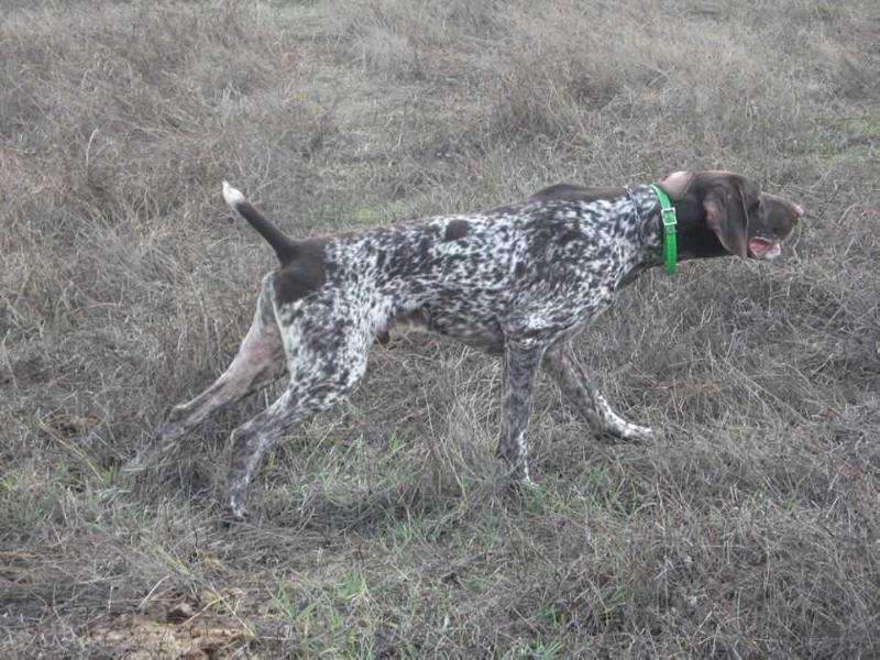 GPS Da Quinta Da Maralha | German Shorthaired Pointer 