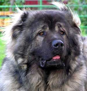 Russkii Medved Pahom | Caucasian Mountain Dog 