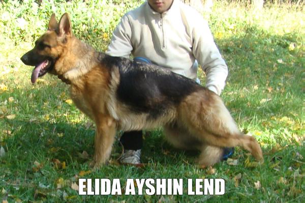 Elida ayshin lend | German Shepherd Dog 