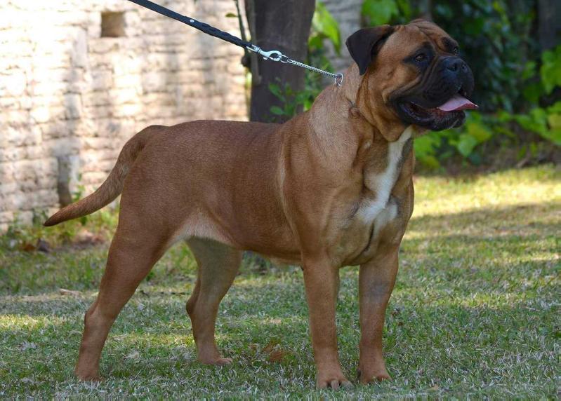 Cane Guardiano I Want a Candy | Bullmastiff 