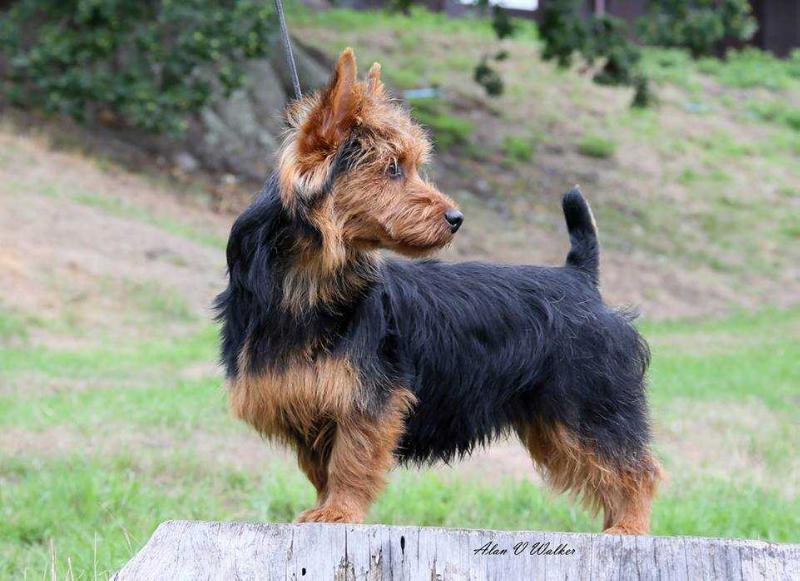 Temora the Hawk | Australian Terrier 