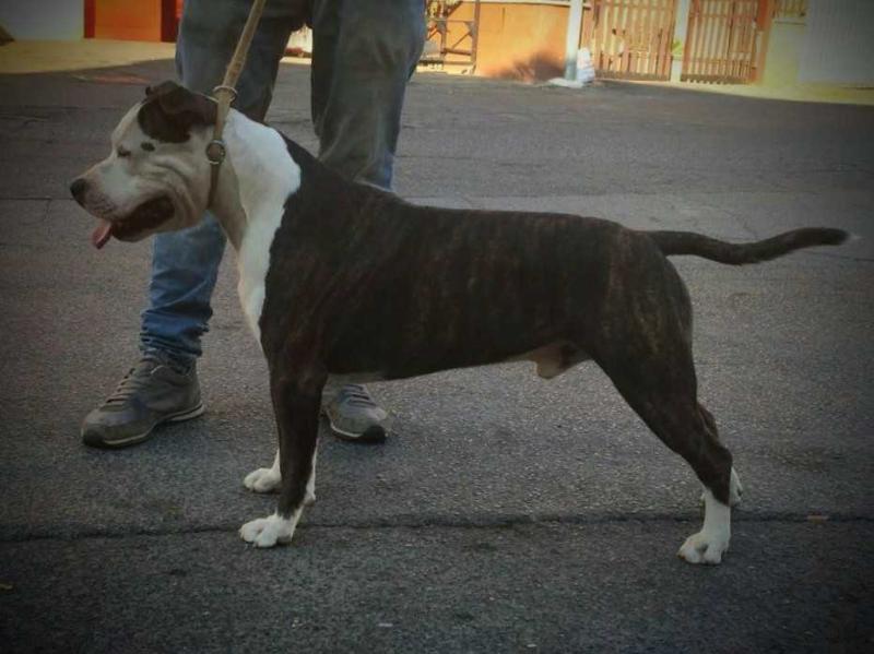 Ricchi's MB Stichbull | American Staffordshire Terrier 