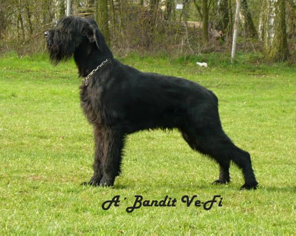 A´Bandit Ve-Fi | Giant Schnauzer 