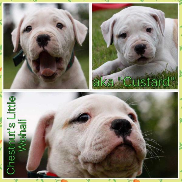 Chestnut’s Little Wohali | American Bulldog 