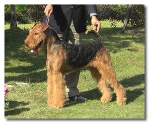 Stargus Devil King | Airedale Terrier 