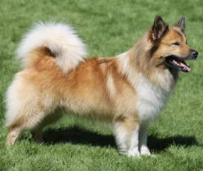 Konungsbergets Arnstein Vikingson | Icelandic Sheepdog 