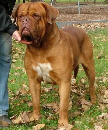 Chienparadis Adeaus | Dogue de Bordeaux 