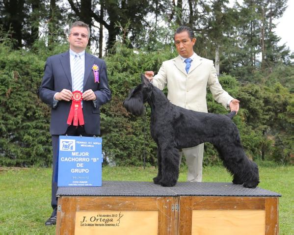 Iron Morales/Morales | Giant Schnauzer 