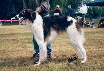 Klingsor's Ontario | Borzoi 