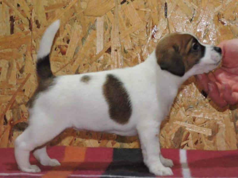 Essence of Hope from Kiskovski for Devon Jack | Jack Russell Terrier 