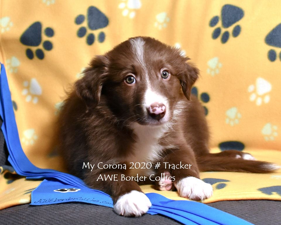 AWE2C Stitch Asajj (Tracker) | Border Collie 