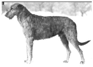 Felixstowe Kilmorac Halcyon | Irish Wolfhound 