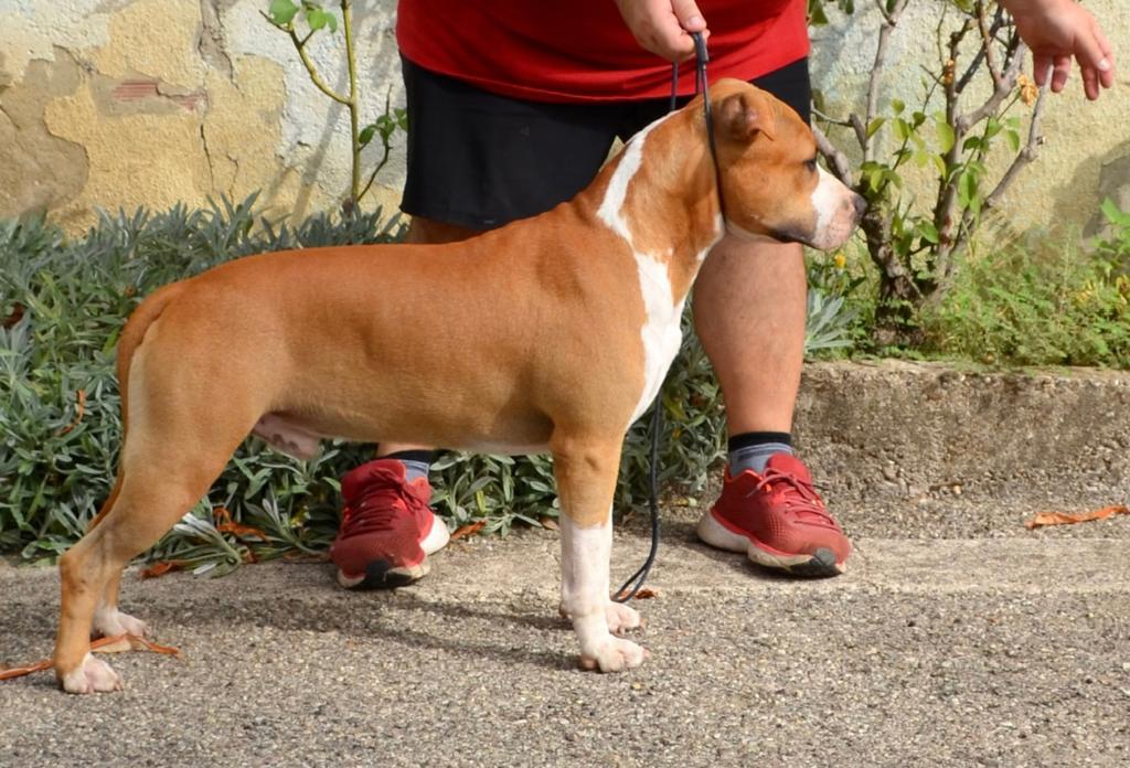 T.O.O.D Capitain Kaio Junior | American Staffordshire Terrier 