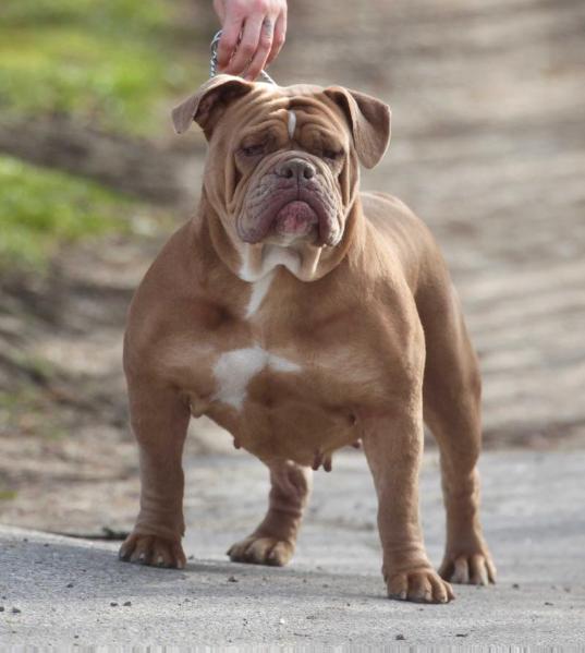 Ostergaard's Cristal | Olde English Bulldogge 