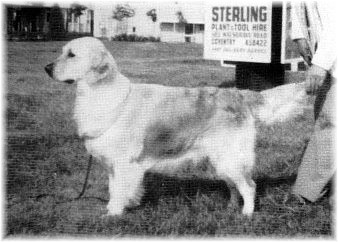 Nomis Portia of Stenbury | Golden Retriever 