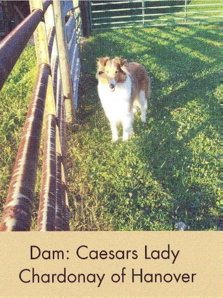 Caesars Lady Chardonay at Hanover | Rough Collie 