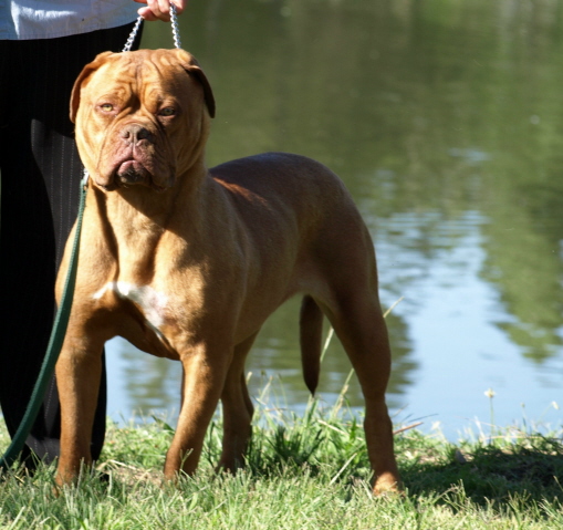 Katie of Pedagren (FCI 958) | Dogue de Bordeaux 