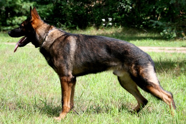 Wizard von Schraderhaus | German Shepherd Dog 