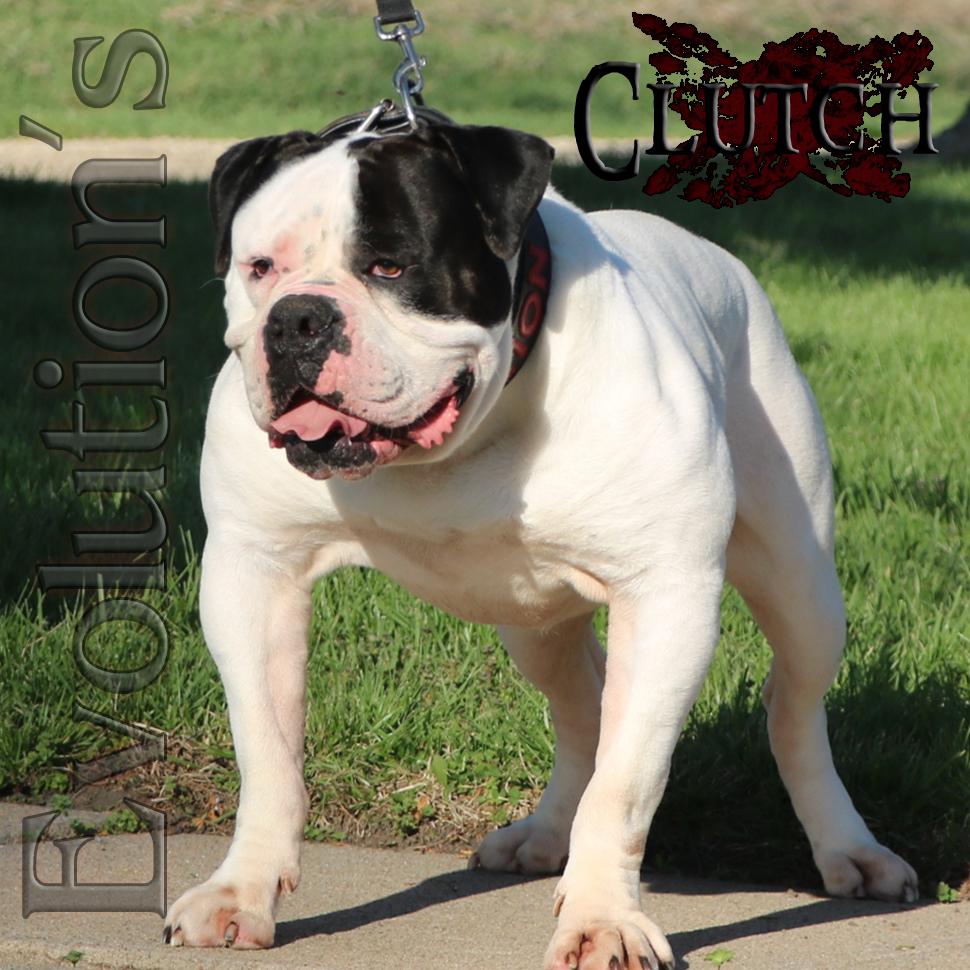 Evolution's Clutch | Olde English Bulldogge 