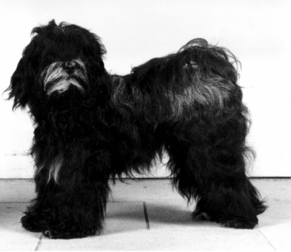 SODERUPS KIKULI | Tibetan Terrier 