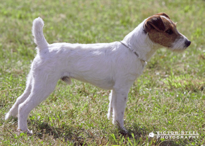 Garon's Chipper | Jack Russell Terrier 