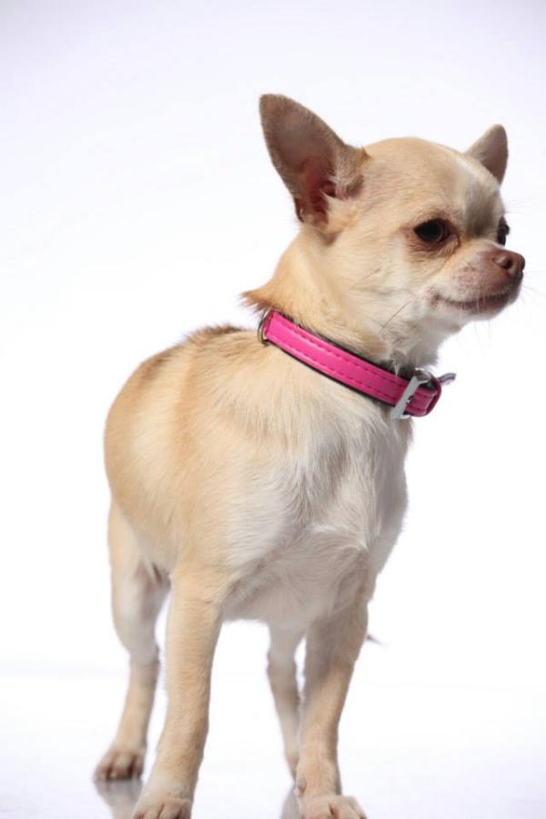 Wicky vom Waldsee | Chihuahua 