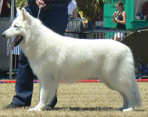 Blancodream Baluch of De Laska | White Swiss Shepherd Dog 