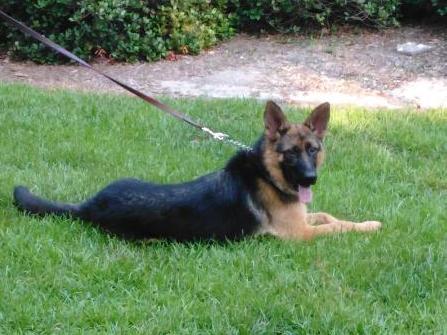 Vyonna vom Casselswald | German Shepherd Dog 