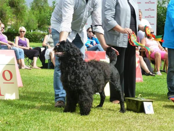 Vianset Barca Bela | Portuguese Water Dog 