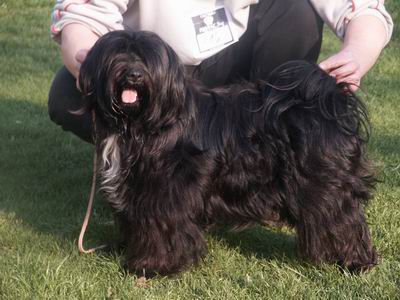 E'TSHAPO VON SHANGRI-LA | Tibetan Terrier 